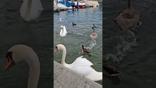 Beautiful Swan at Zurich River in Switzerland 🇨🇭 [upl. by Nilo]