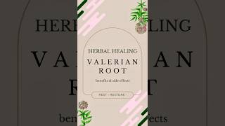 Rest easy with the natural healing power of valerian root🌿💤 fawnajane herbalmedicine herbaltea [upl. by Anstice]