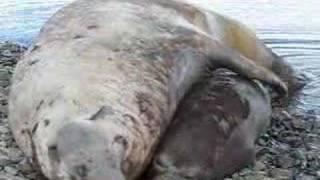 Elephant seals fighting mating and cute pups playing [upl. by Leikeze]