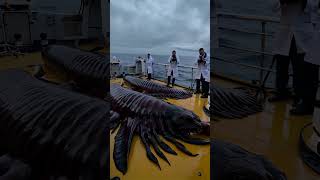 pesca fishing ocean oceanmysteries monster fishingdiscoveries [upl. by Effie]