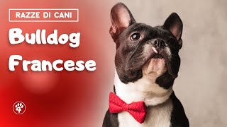 Bulldog Francese tutto quello che c’è da sapere [upl. by Killie]