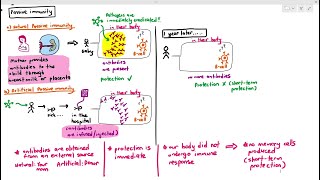 1110 Passive Immunity Cambridge AS A Level Biology 9700 [upl. by Holtorf]