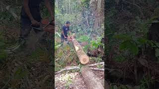 pejuangrupiah operatorchainsaw tetapsemangat 💪 [upl. by Seeto]