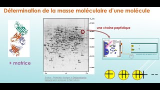 Applications de la spectrométrie de masse V2 [upl. by Lein]