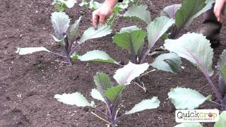 How to Grow Cabbage  A Step by Step Guide [upl. by Nylkaj]