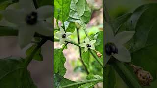 Flower of Trinidad perfume hot pepper nature flowers garden abundance hotpepper shorts pepper [upl. by Else]