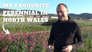 North Wales Visit to See Centranthus ruber Red Valerian  What Grows at the Coast [upl. by Silecara]