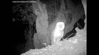 Tyto alba Barbagianni e verso Athene noctua Civetta 064 fototrappola a Corte Franca [upl. by Devona35]