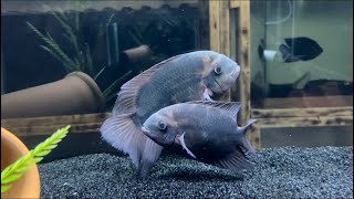 Hypselecara Temporalis Cichlid AKA Chocolate Cichlid Bonus UpdateMust See Trimac Cichlid Update [upl. by Opiak]