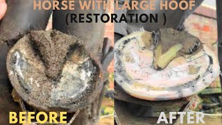 Shire Horse Complete restoration Shire Horse Restoration Compilation shirehorse huge massivehoof [upl. by Asital]