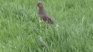 Grey Partridge  Patrijs Perdix Perdix [upl. by Villada]