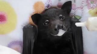 Questo pipistrello vi ruberà il cuore [upl. by Assyn]