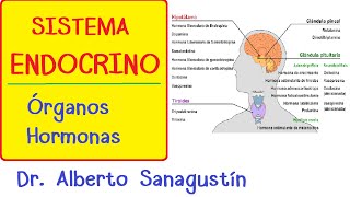 SISTEMA ENDOCRINO explicado FÁCIL glándulas y hormonas [upl. by Lleira]