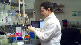 picking colonies into 96 well plate using sterile technique setting up the plate [upl. by Polak]