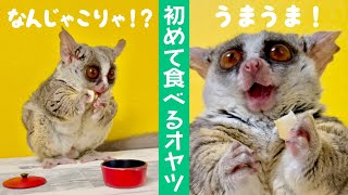 衝撃のうまさでウハウハ顔のお猿！ココナッツチップスを食べる咀嚼音【ショウガラゴのピザトル】 [upl. by Oalsinatse]