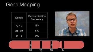 Genetic Recombination and Gene Mapping [upl. by Mead]