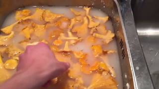 Rensa kantareller supersnabbt chantarelles เห็ด [upl. by Raama791]