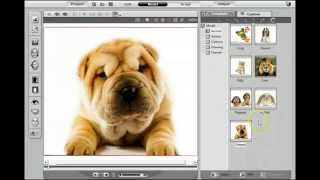 How To Make A Talking Dog Video Talking Dogs And Animals [upl. by Brey526]