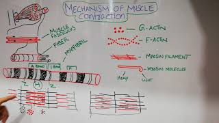 Guyton chapter 6  Skeletal muscles part two  sliding filament mechanism  physiology lecture 33 [upl. by Merline403]