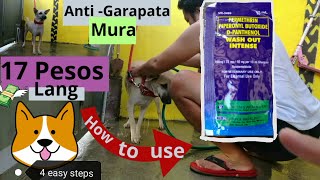 WASH OUT INTENSE SHAMPOO FOR DOGSPaano gamitin 4 easy steps shampoo style anti tickfleas [upl. by Ardnaek]