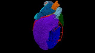 3D Model of the Heart’s ‘Brain’ [upl. by Enatan]