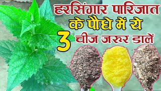 हरसिंगार पारिजात के पौधे में ये 3 चीज जरूर डालें फिर कमाल देखें  Night jasmine fertilizer [upl. by Yoshi]