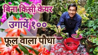 बिना किसी Care Indoor में उगायें सेकरों फूल देने वाले Christmas Cactus  Crab Cactus Growing tips [upl. by Ordnas]