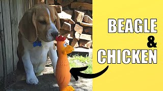 Beagle puppy plays with Toy Chicken [upl. by Stoat]