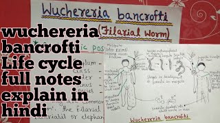 wuchereria bancrofti  Life cycle morphology full notes explain in hindi [upl. by Sallee]