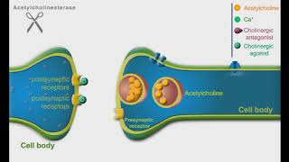 Cholinergic Agonists and Antagonists animation video [upl. by Prospero]