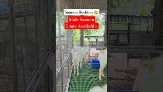 Saanen Buddies  Male Saanen Goats Available [upl. by Clerk384]