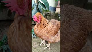 Sunu pakhir golate chulkani suru holo shortsvideo pakhi youtubeshorts [upl. by Malkin662]