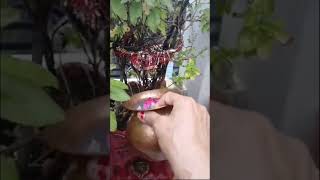 Tulsi ka podha lagane se ghar me achha hota hai shorts gardening motivation narendr [upl. by Naitsirc]