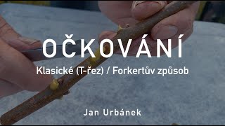 OČKOVÁNÍ – klasické Třez  Forkertův způsob [upl. by Vinia]