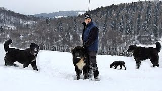 LA STANA LUI ADORIAN ADAM CAINI CIOBANESTI MARI SI AGRESIVI PAZESC OILE DE LUPI SI URSI [upl. by Brosine]