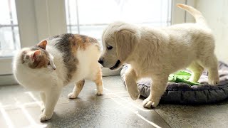 Golden Retriever Puppy Meets Cat for the First Time [upl. by Pitts]