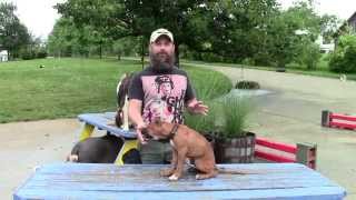 Common Sense Puppy Training Part Three [upl. by Adamis]