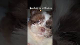 Cachorrinho fofo cachorros [upl. by Merle]