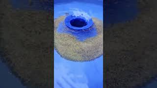 FINE GOLD RECOVERY w the Blue Bowl youtubeshorts Prospecting [upl. by Neala]