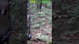 Ardilla gris  Eastern grey squirrel [upl. by Gnemgnok252]