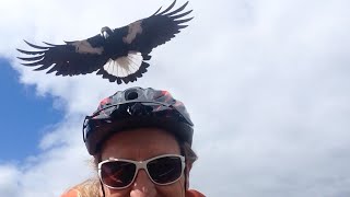 Vendetta Magpie Swoops At Cyclist [upl. by Imehon]