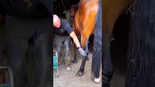 This man cleaned a horses leg for a race shortsvideo [upl. by Salvucci]