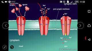 Pharmacology Skeletal Muscle Relaxants 2nd yr AT ampOT [upl. by Demmahom]