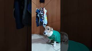 La commessa premurosa😂 merybijouesciarpina teresamannino jackrussell comedy [upl. by Ylekalb]