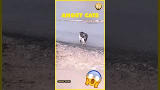 Angry Cats shorts cats viralshorts angry laugh funny hilarious viralshorts catshorts [upl. by Eiuol837]