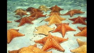 SeavisTours Starfish in Piscina Natural Dominican Republic [upl. by Phillada744]