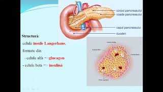 PANCREAS SUPRARENALE  Lectii de biologie clasa a VIIa [upl. by Lynch]