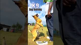 🔥Mastering Elite Dog Training DogTraining EliteTraining Obedience PetBonding AdvancedSkills [upl. by Alexis]