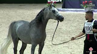 N 100 SAHM KOUTOUBIA El Jadida 2024 Moroccan Arab Horse Breeders Cup Colts 2 Years Old Class [upl. by Hilario98]