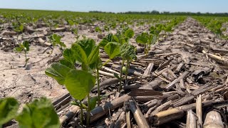 Choosing the Right Herbicide Can Help Boost Yield Potential [upl. by Hoffert605]